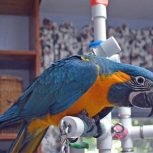 BLUE THROAT MACAW