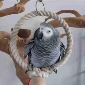 Medium African Grey Parrot