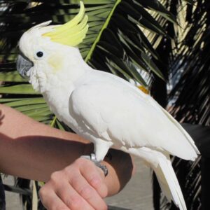 LESSER SULPHUR CRESTED COCKATOO