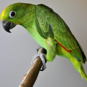 YELLOW CROWNED AMAZON