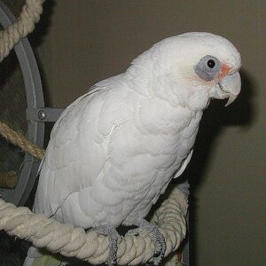 BARE EYED COCKATOO